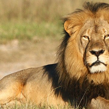 All About Science And Animals