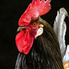 Dagacampuchia