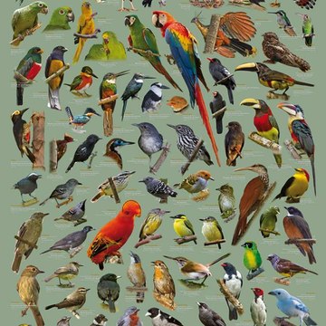 Aves y Cantos