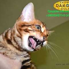 Вера Челомбитько