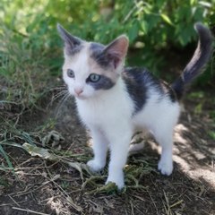 Cats & Kittens