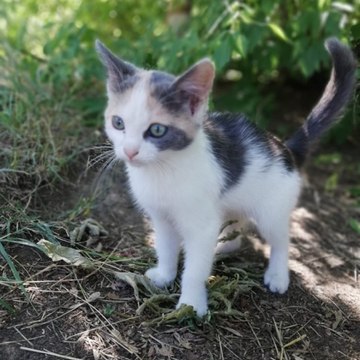 Cats & Kittens