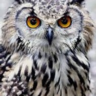 Educational Video Library