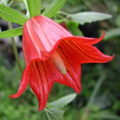 Fortune_Bells