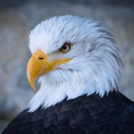 VIDEOchannelWINGS 支店