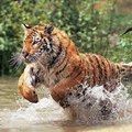 hai duong hoanh