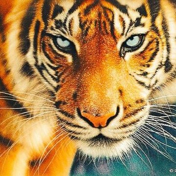 Animals Channel TV