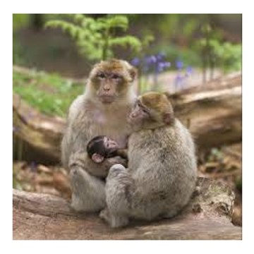 Monkey Calek