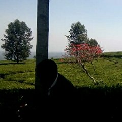 Arief feirA