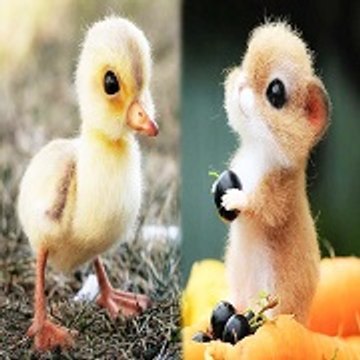 Cute Animals
