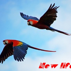 Tuổi Trẻ & TikTok