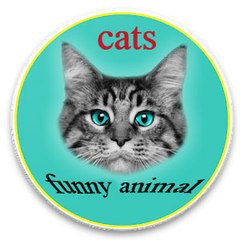 funny animal