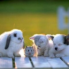 LOVE Animal!!!