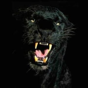 negilwolf88