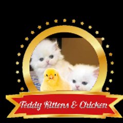 Teddy Kitten & chicken