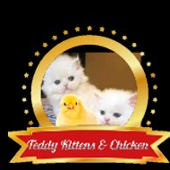 Teddy Kitten & chicken