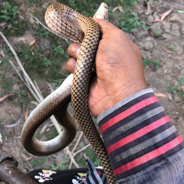 Cobra Catching TV