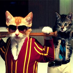 Funny Pet TV