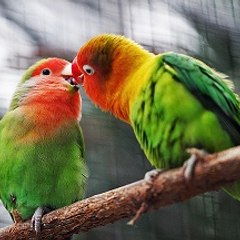 BirdBathsForSale