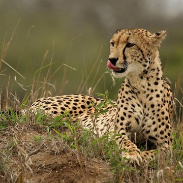 Earth Animal Planet