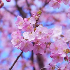 Cherry Shows