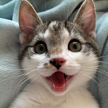 funny animals