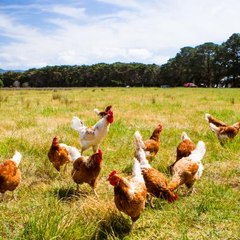 Pastured Chicken0000