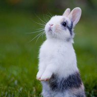 Cute Bunny