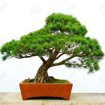 Bonsai Green