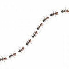 Ants Marching Again