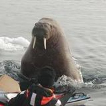 Apocoloquintose and Co