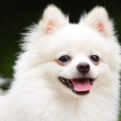 Baby Animals