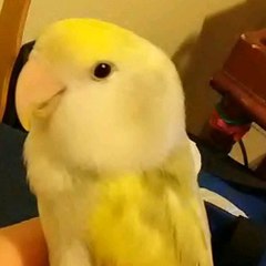 CuddleBut the LoveBird & Crazy Uncle Lou