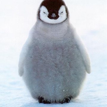Pinguu Tv