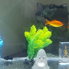 Fish Calm Daily