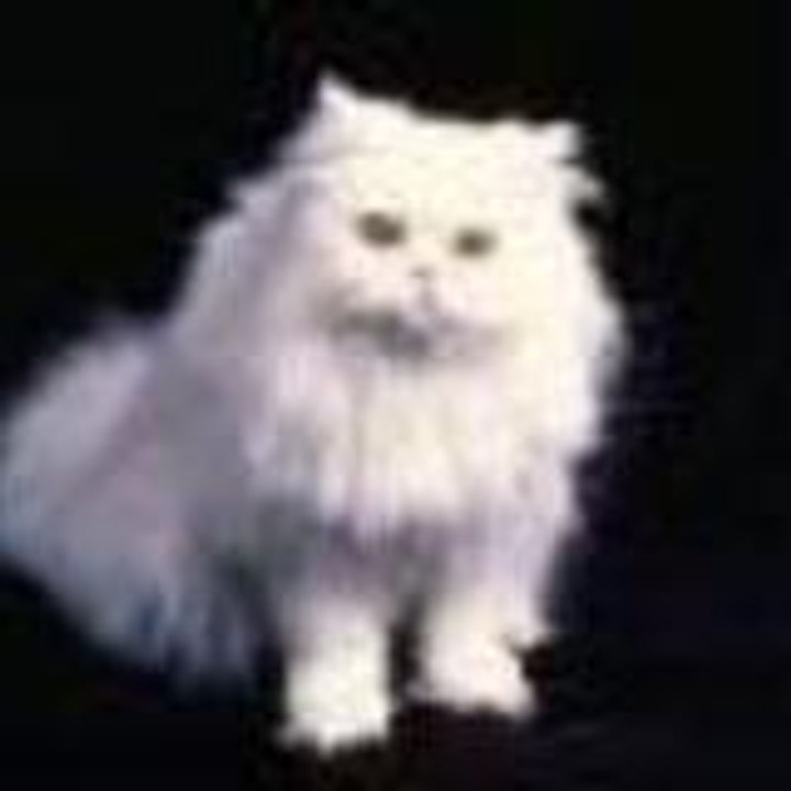 Dailymotion profile picture for @seiko