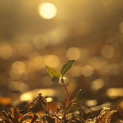 La luz de la vida