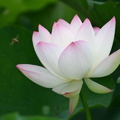 抖音快手精选