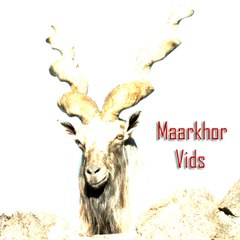 Maarkhor ViDz