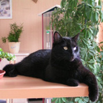 Martine