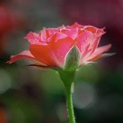 kxj59557