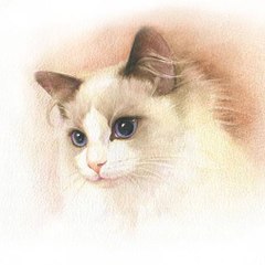 Super cute cute pet