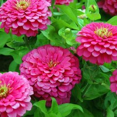 Cây Cảnh Sân Vườn