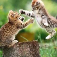 Dynasties Animales