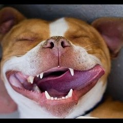 FunnyAnimalsFSA