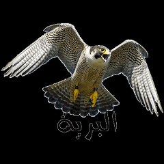 البرية - wild