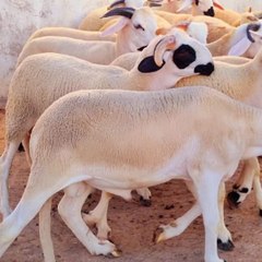 صفا المعرفة - Safa