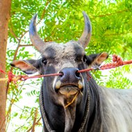 Jallikattu Raja