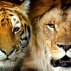 Animais Ferozes e Selvagens