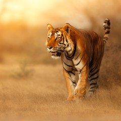 Wild Animals